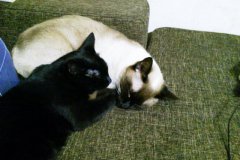 2012-05-01-cats