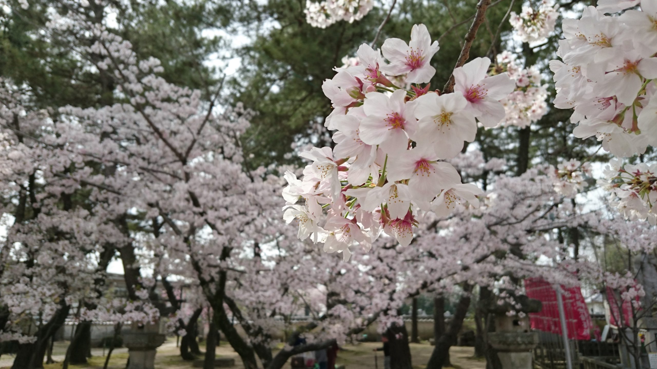 Cherry blossoms|大樹寺のさくら|亀鳴くは 雨の予報か 舞う和尚|2016/04/06|