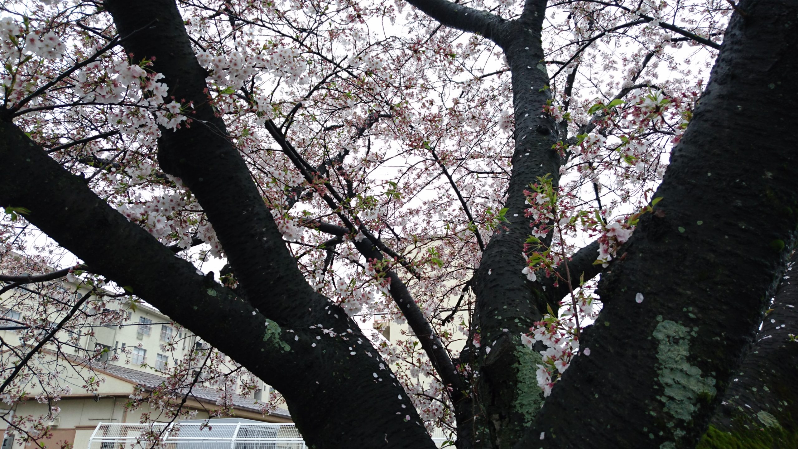 早川の桜|春の雨|2016-04-07