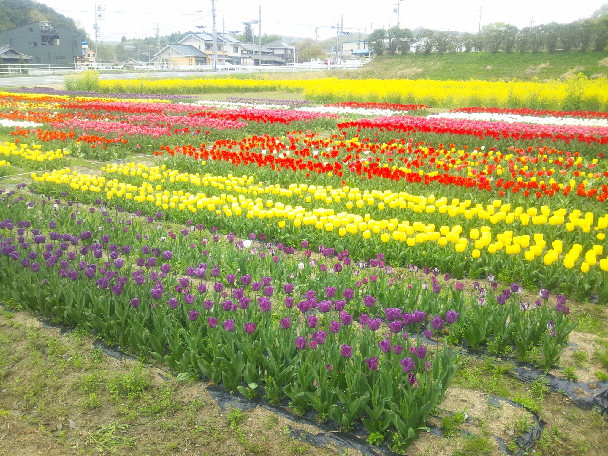 2012-04-20-Tulip