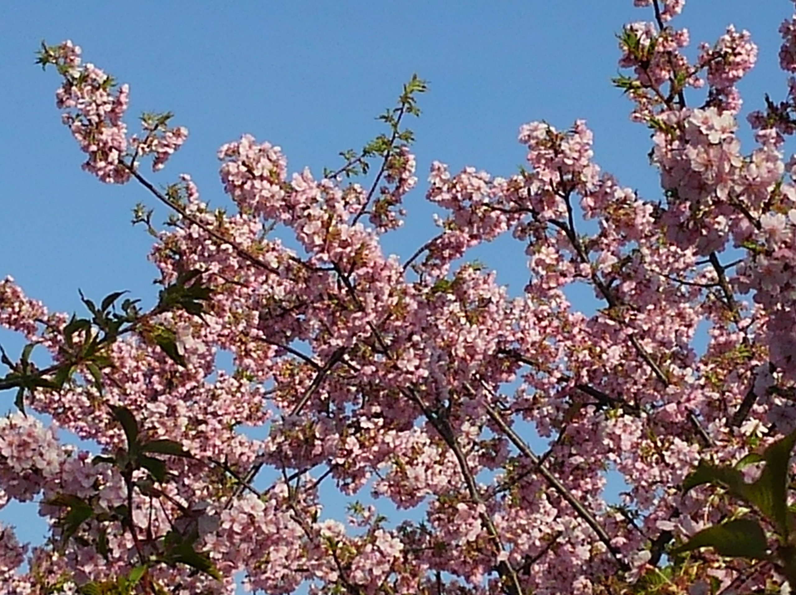 桜|2013-03-13