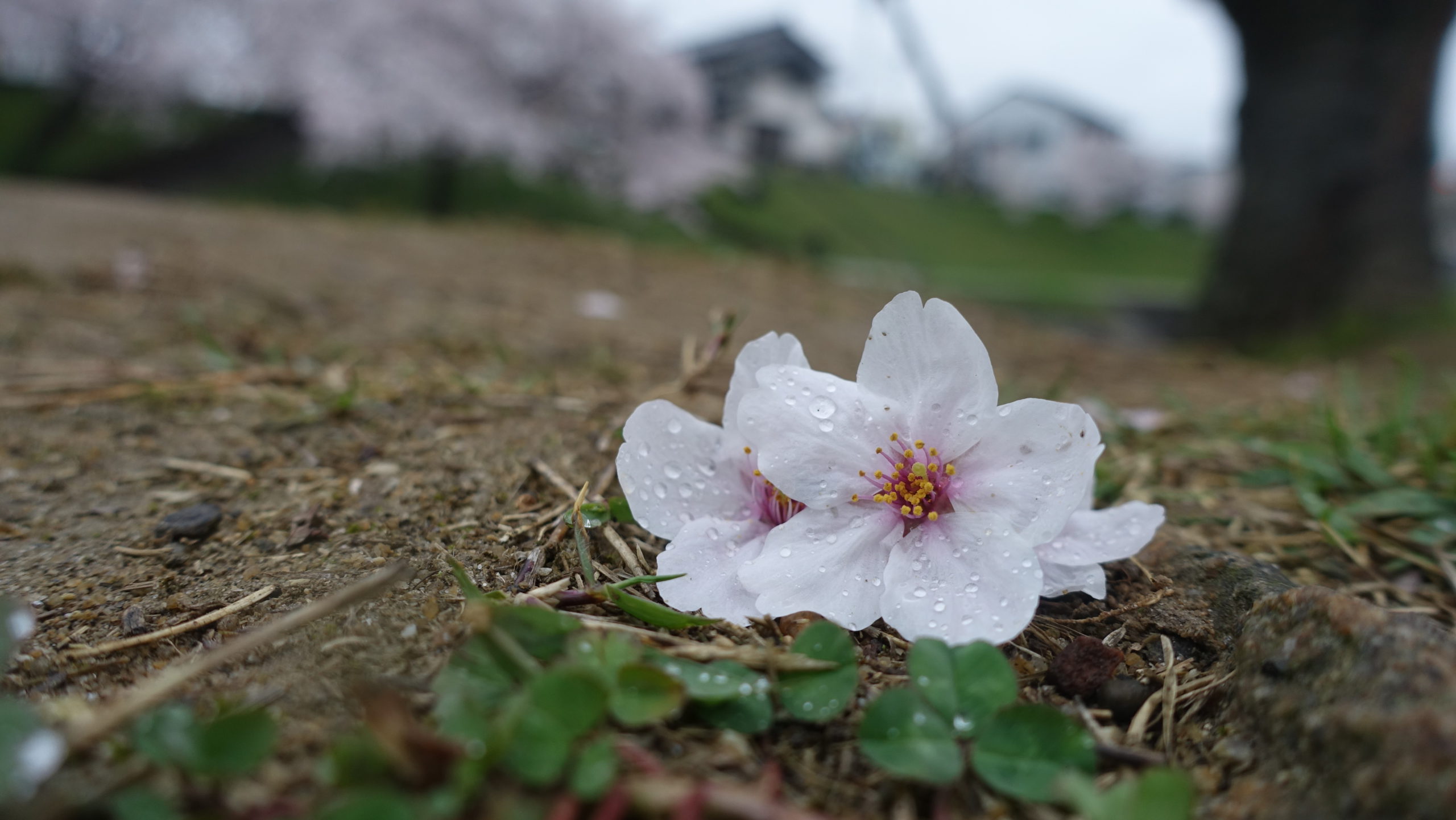 岡崎公園　2015年4月3日