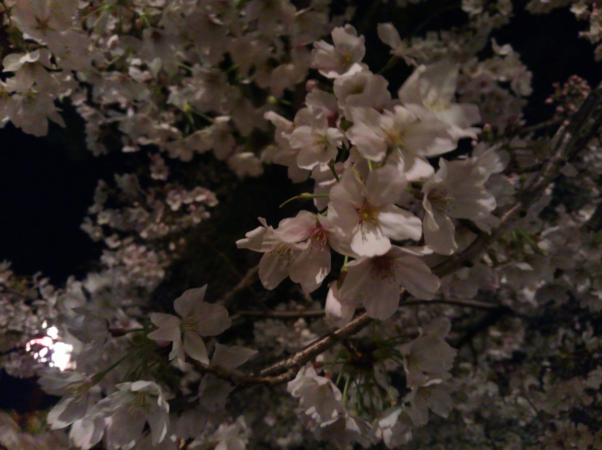 夜桜　2014-03-30