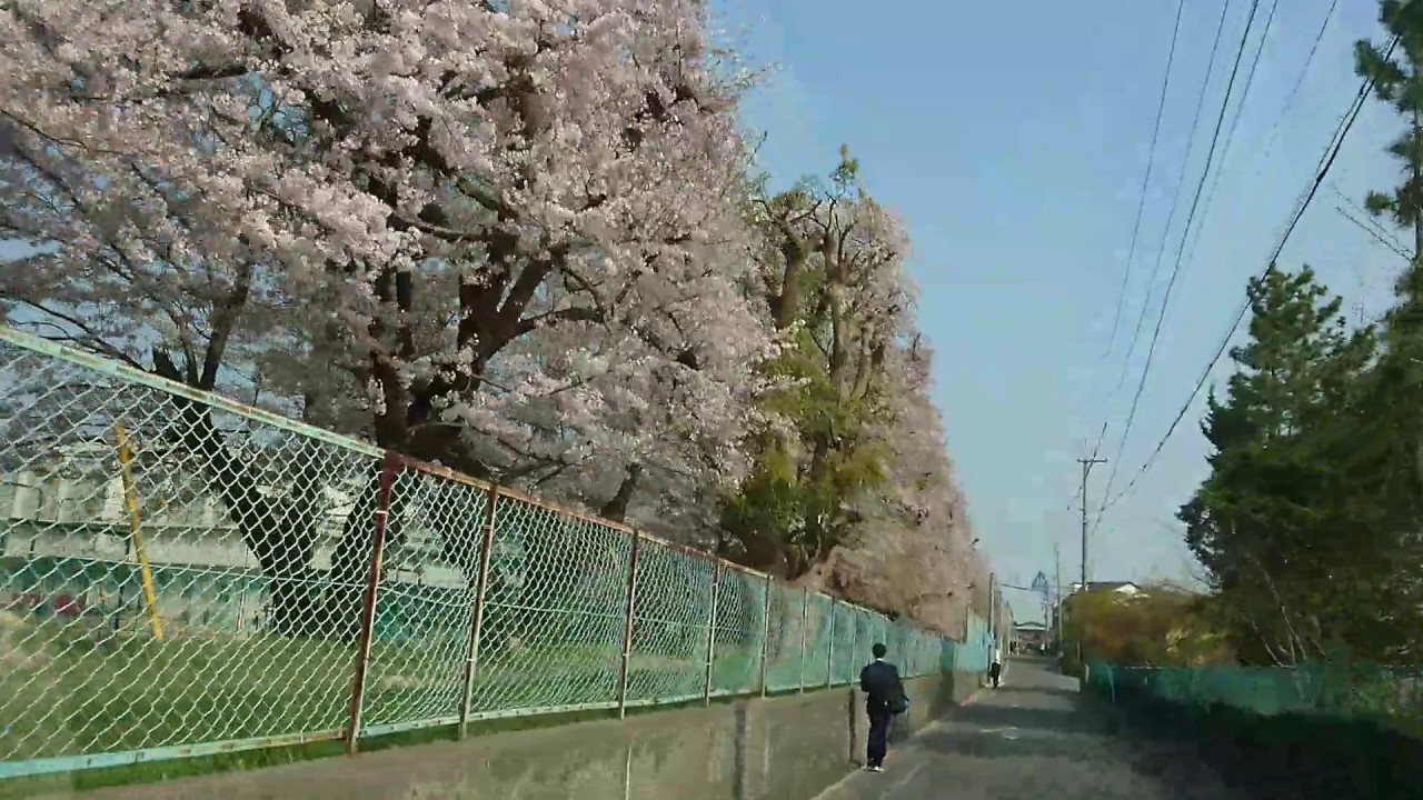 岡崎高校-三島小学校間道路からの桜｜2017-04-14