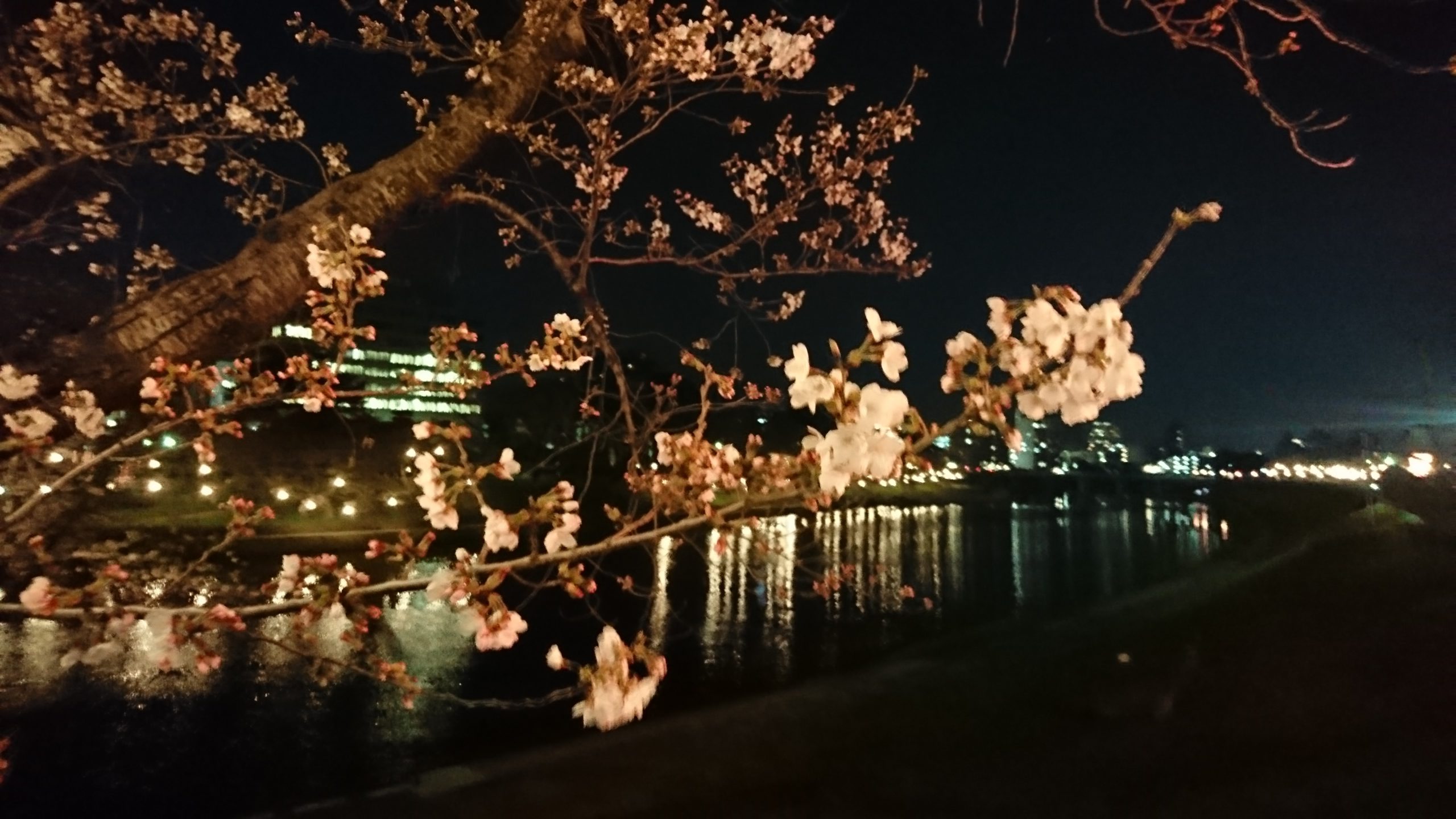 夜の桜｜名鉄東岡崎駅周辺から乙川方向｜2017-04-04