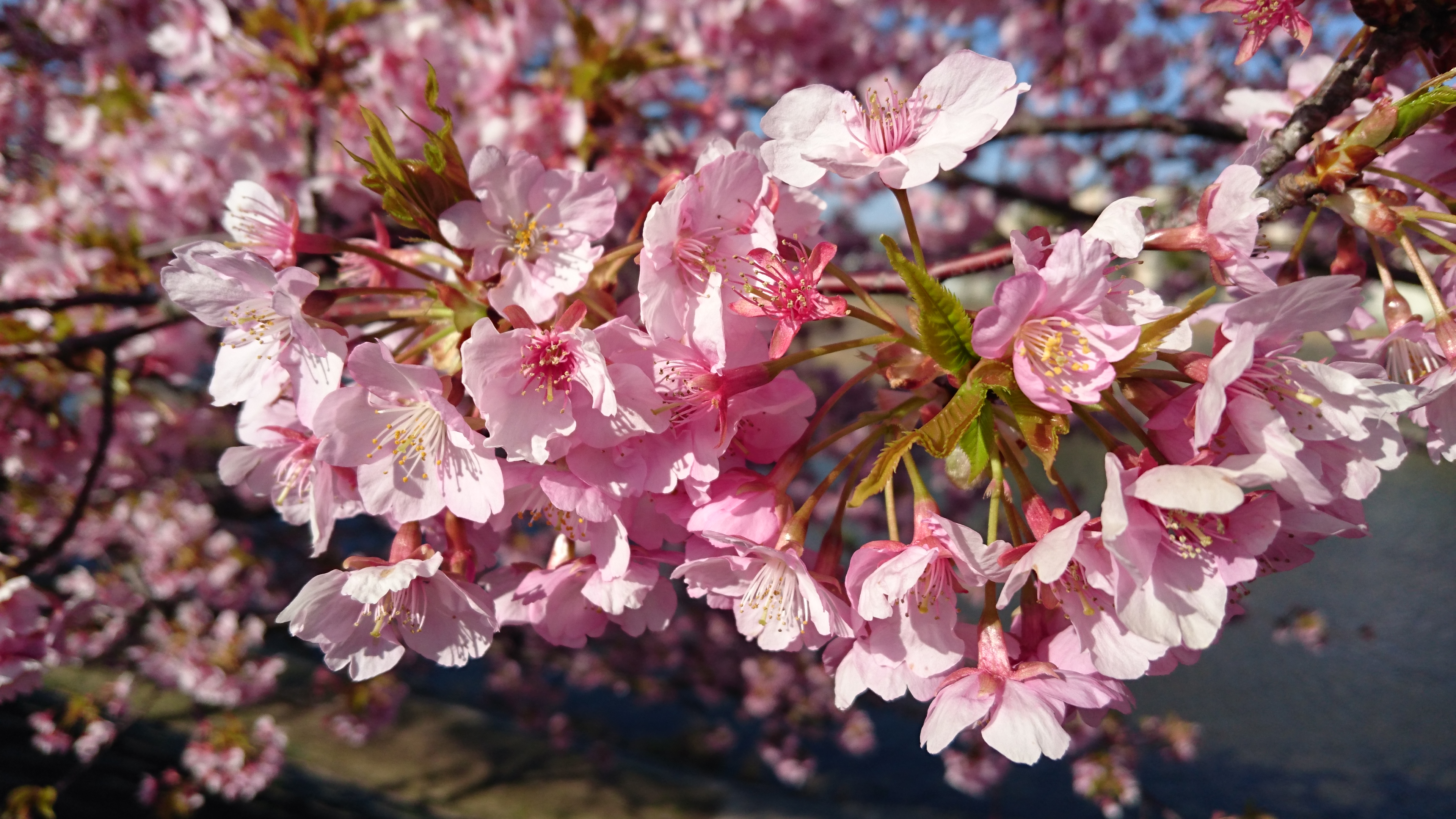 桜