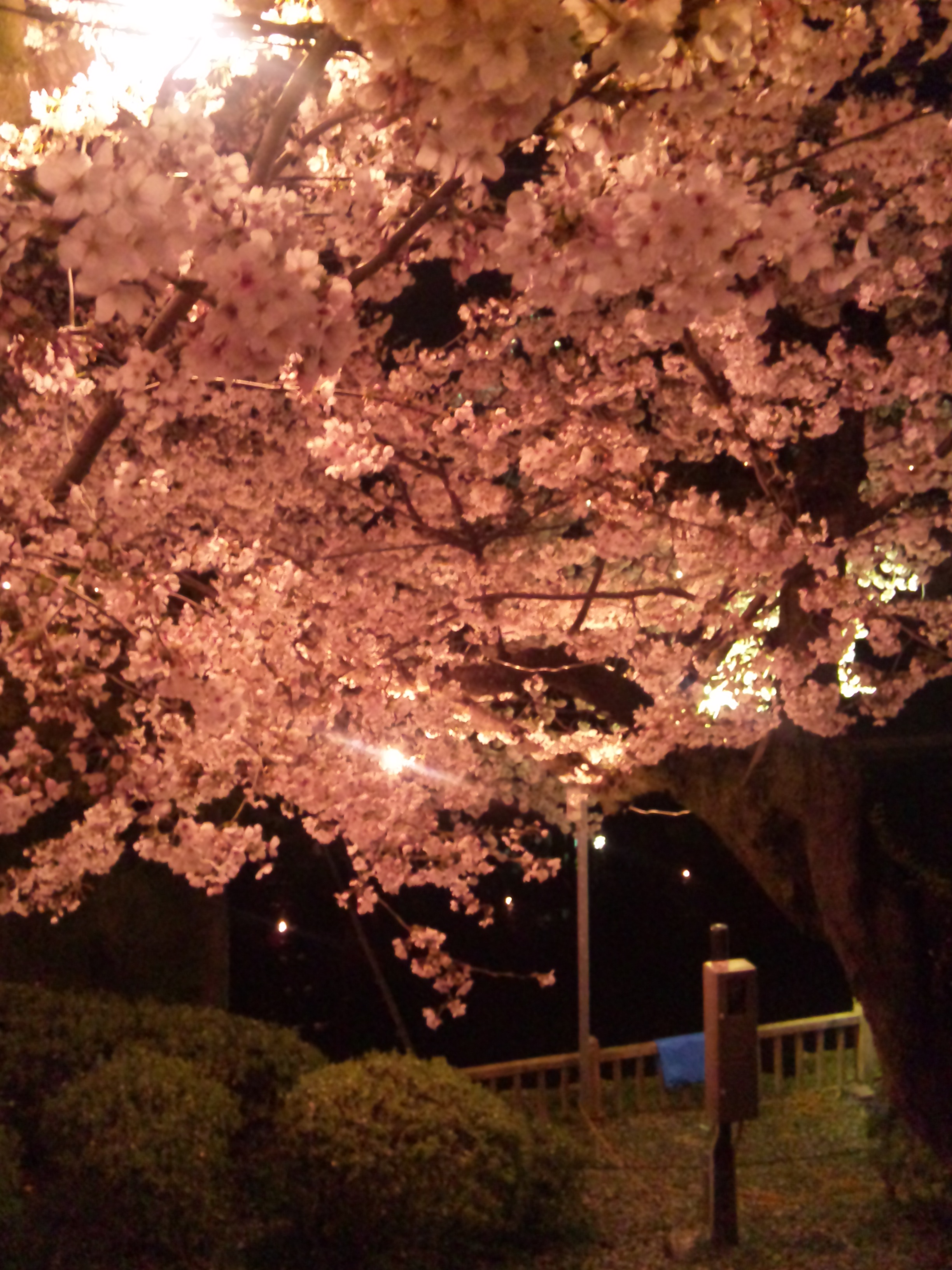夜桜|2011-04-09