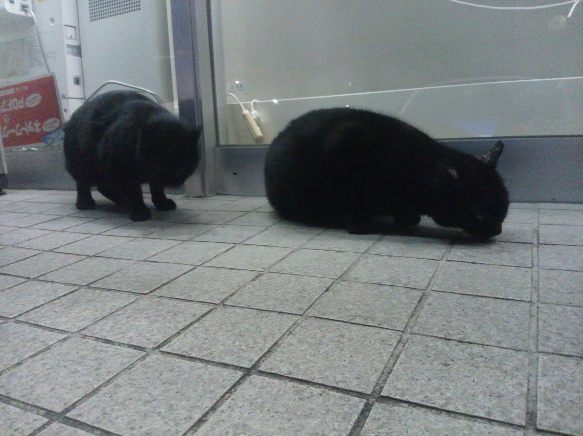 名鉄東岡崎駅南口　サークルＫ周辺の黒猫｜2013-12-02