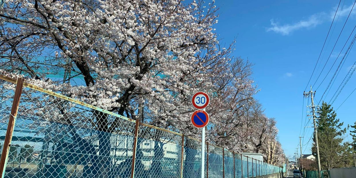 さくらの道。Sakuras-Road.　愛知県岡崎市　2019年4月3日　815