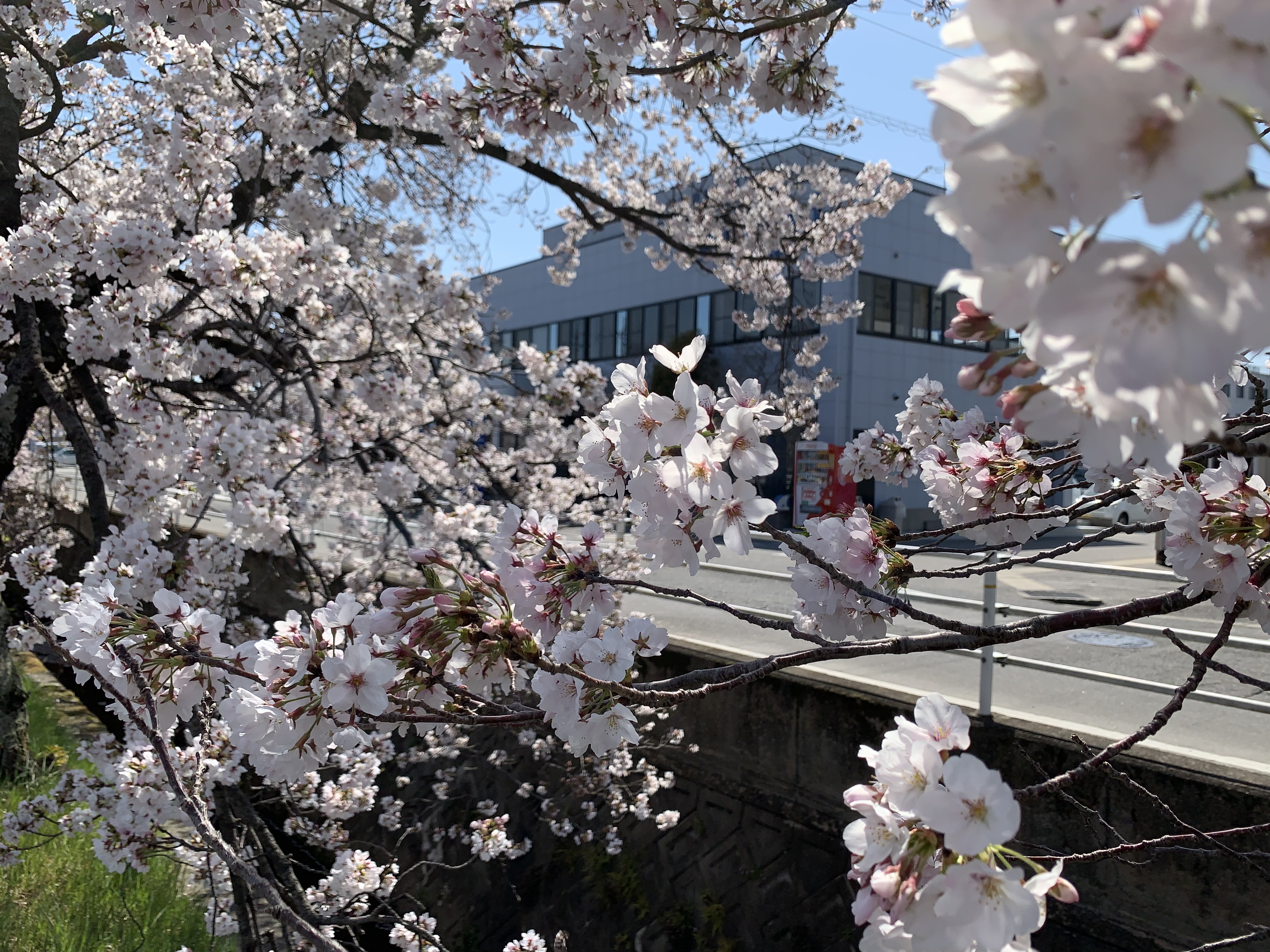 2019年4月9日　昼休みに見る桜