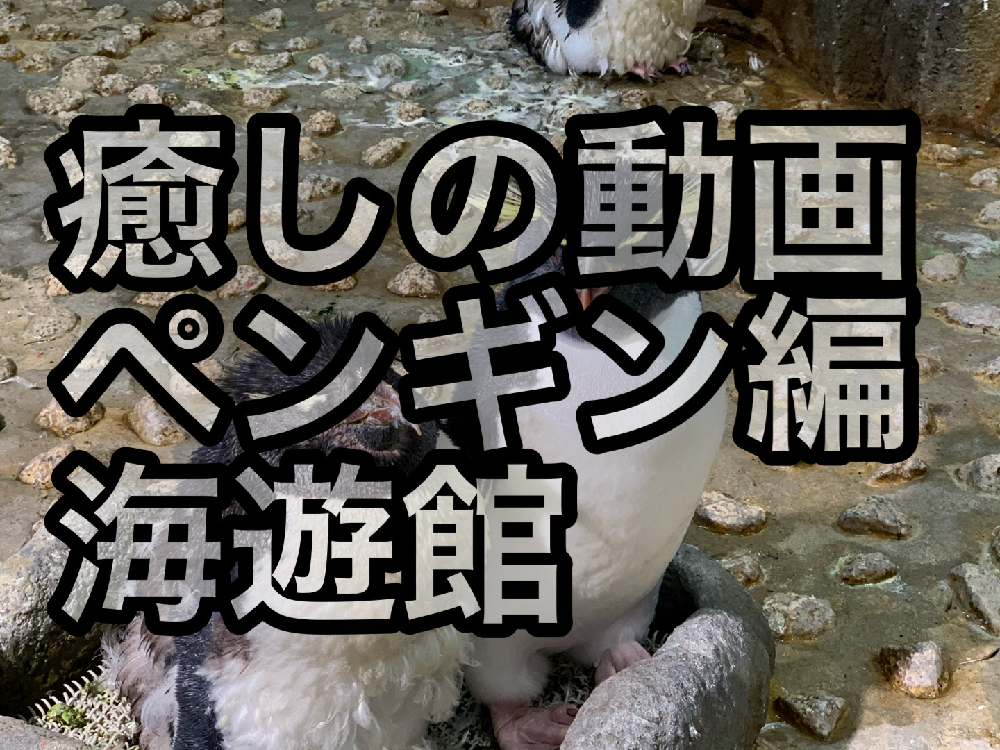 癒しの動画　ペンギン編　海遊館