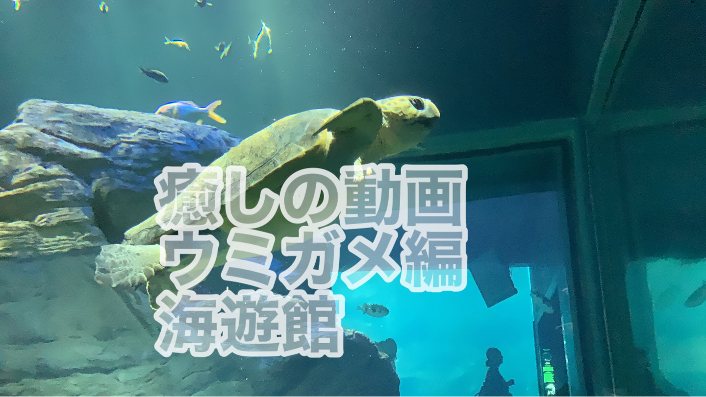 癒しの動画　ウミガメ編｜海遊館（大阪）
