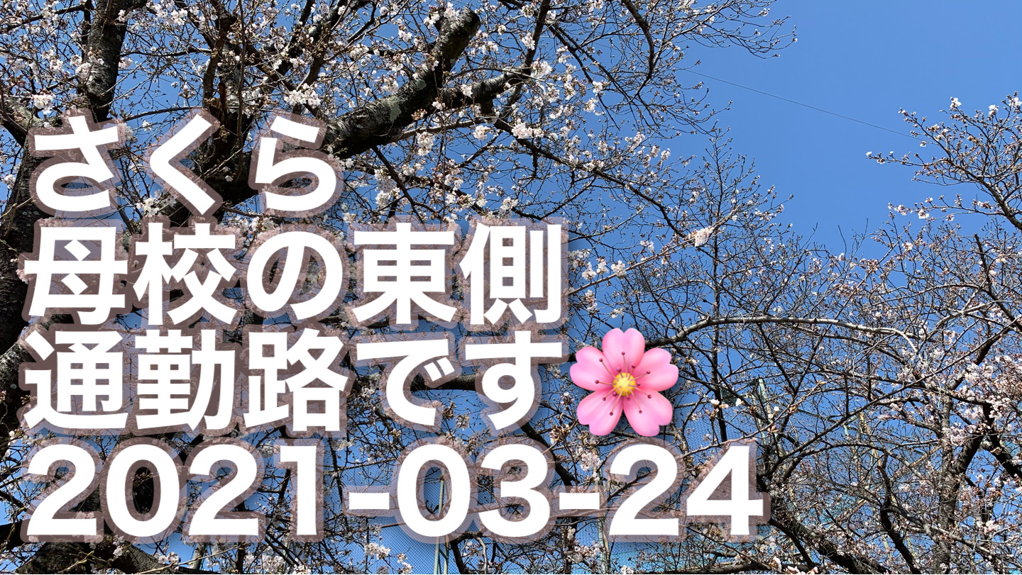 昨日（2021-03-24）、近くまで行けたので撮影した母校「桜シリーズ🌸」　 今朝はこれよりも咲いてました🌸