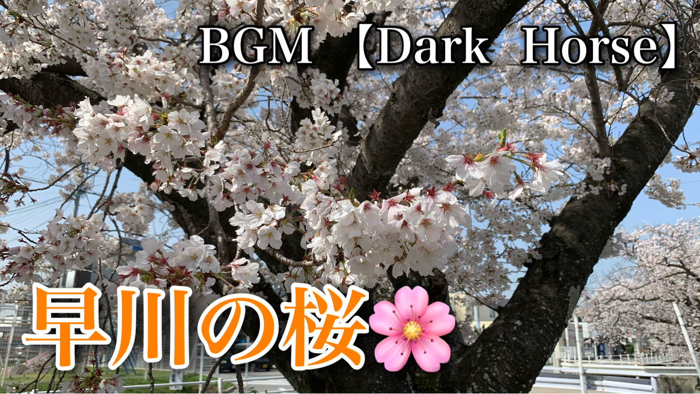 早川の桜🌸(岡崎市)  BGMはMy Sound 【Dark Horse】