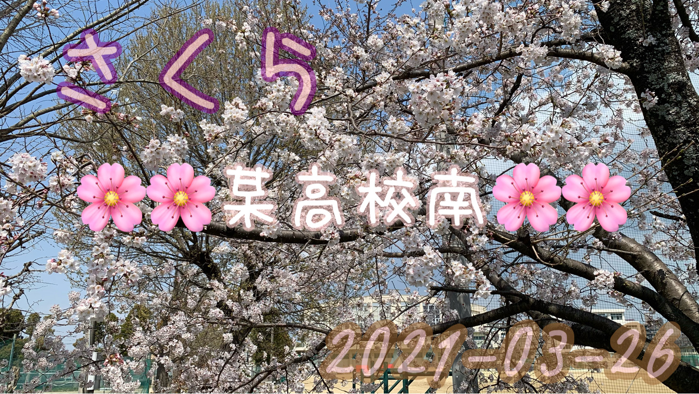 母校の桜シリーズ 九分咲きかな？  🌸