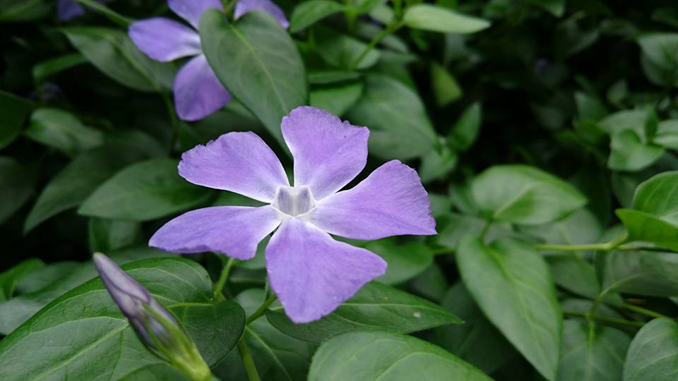 風呂あがり 五月彩る 花眺め｜2016-05-01