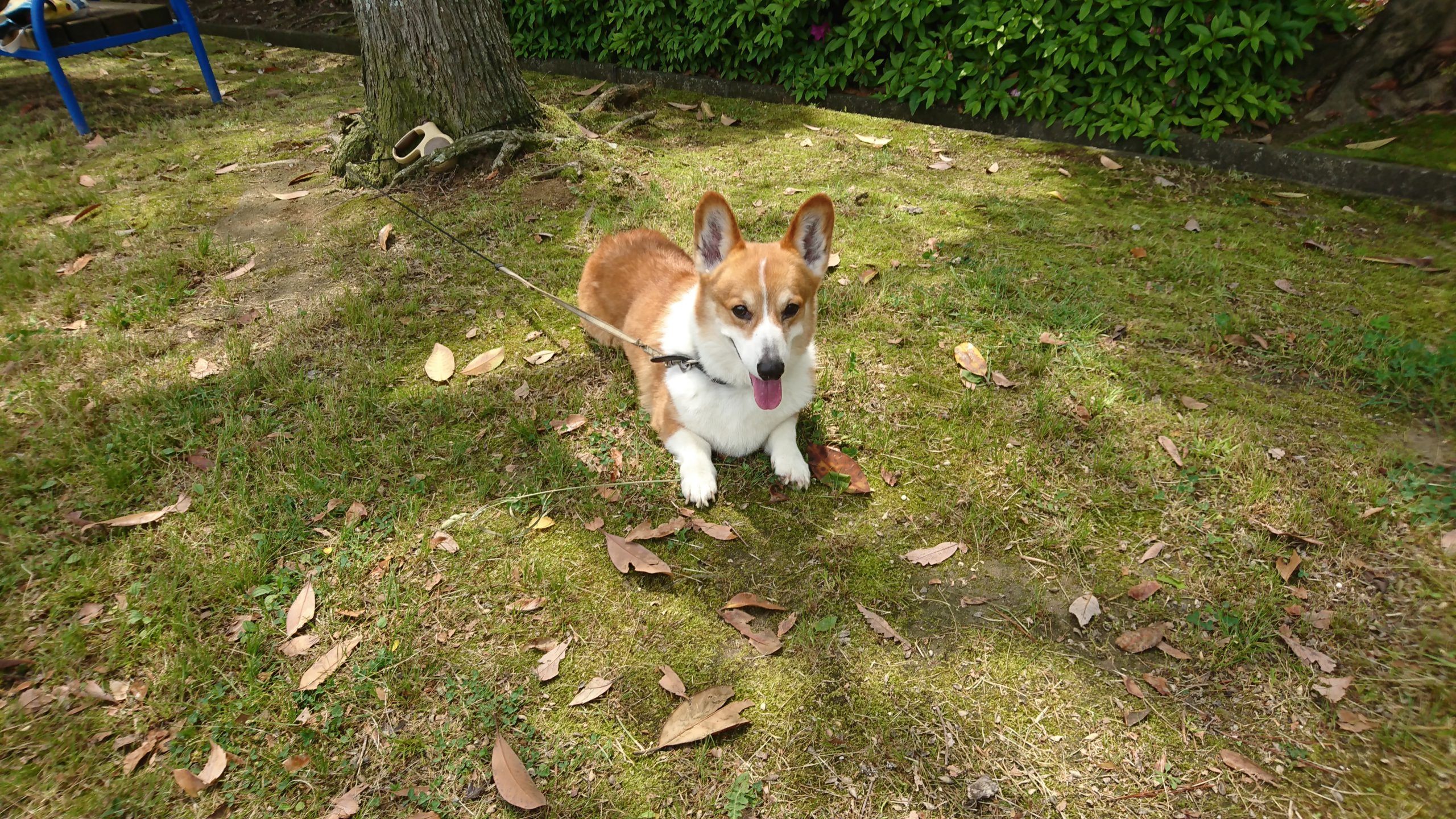 最寄りの公園でわんこと。　※一昨年の2月に他界したわんことの思い出です。　on 2017/05/15