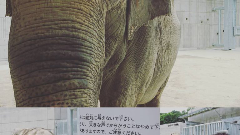 東公園なう。 象のふじ子。おうちがリニューアル！ 息子君は保育園で先週来た という話を聞いて娘「見たい！」。 朝から子供達が沢山！ #象 #elephant #ふじ子 #リニューアルオープン #岡崎東公園 #岡崎東公園動物園｜2017-06-19