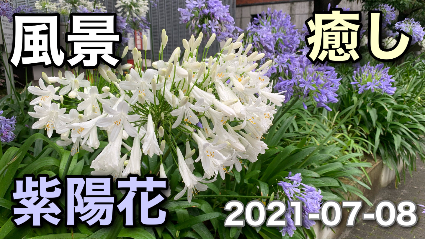 珍しく社外でお仕事。昨日今日となかなか気分が違います。