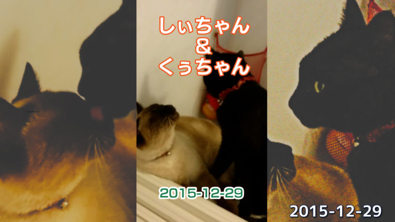 しぃちゃん＆くぅちゃん　2015-12-29