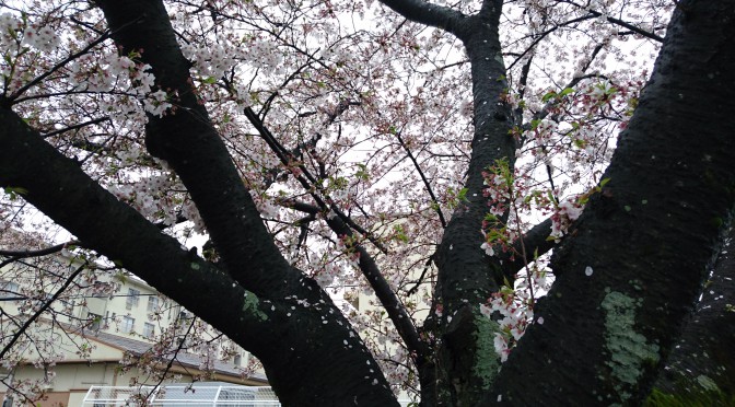 早川の桜|春の雨|2016-04-07