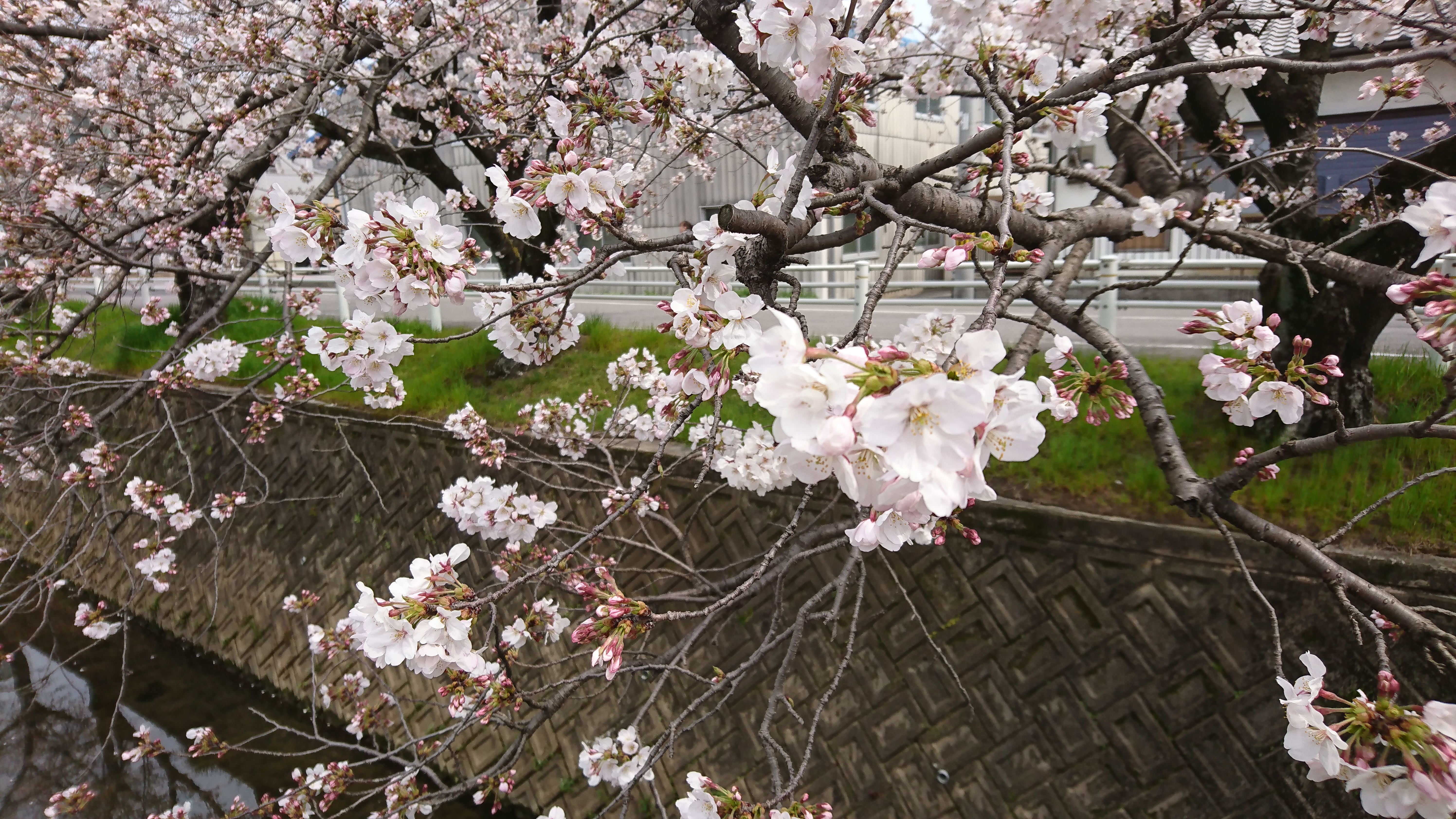 早川の桜｜2017-04-25