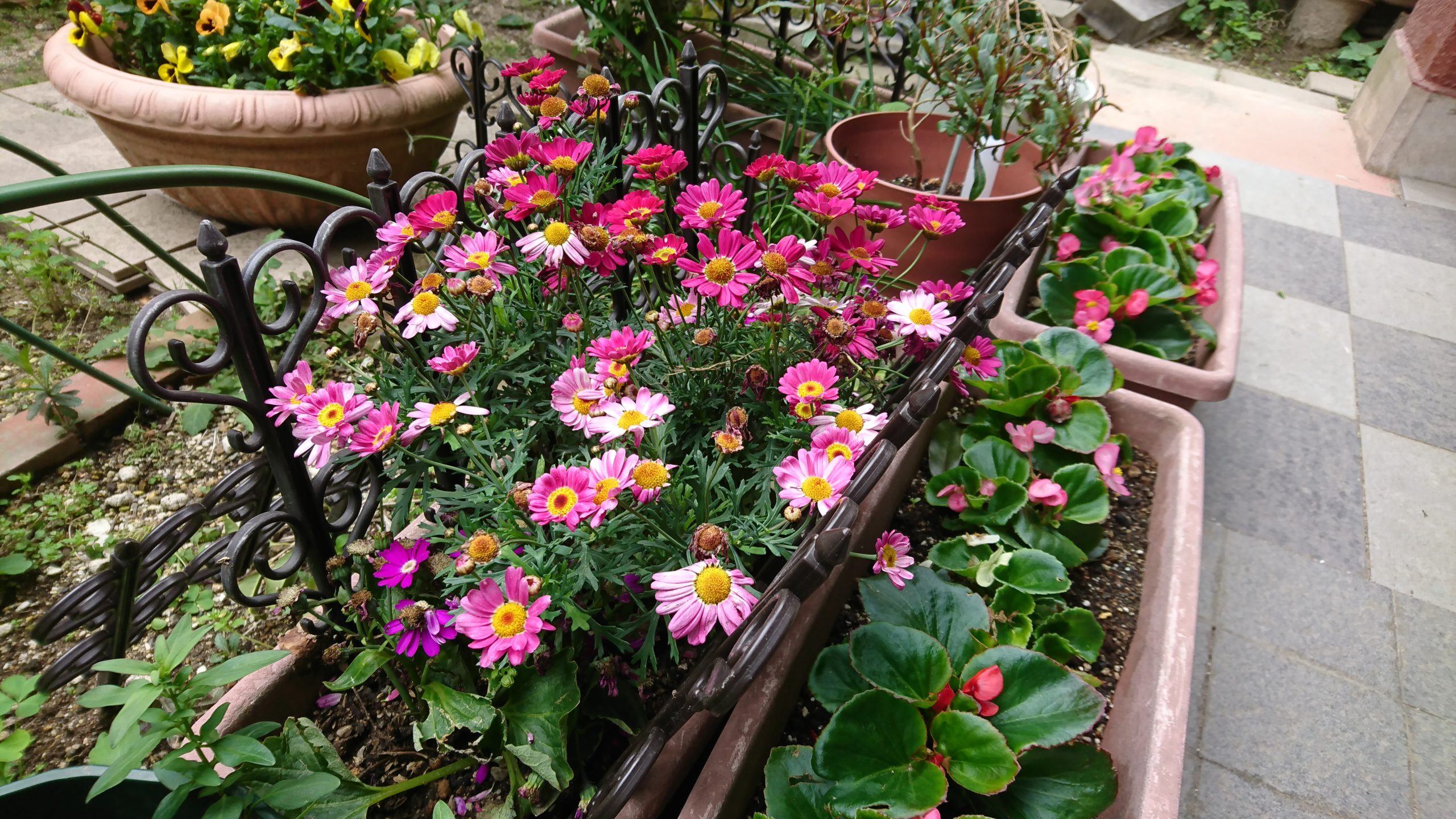 母上の│庭│2017-04-21