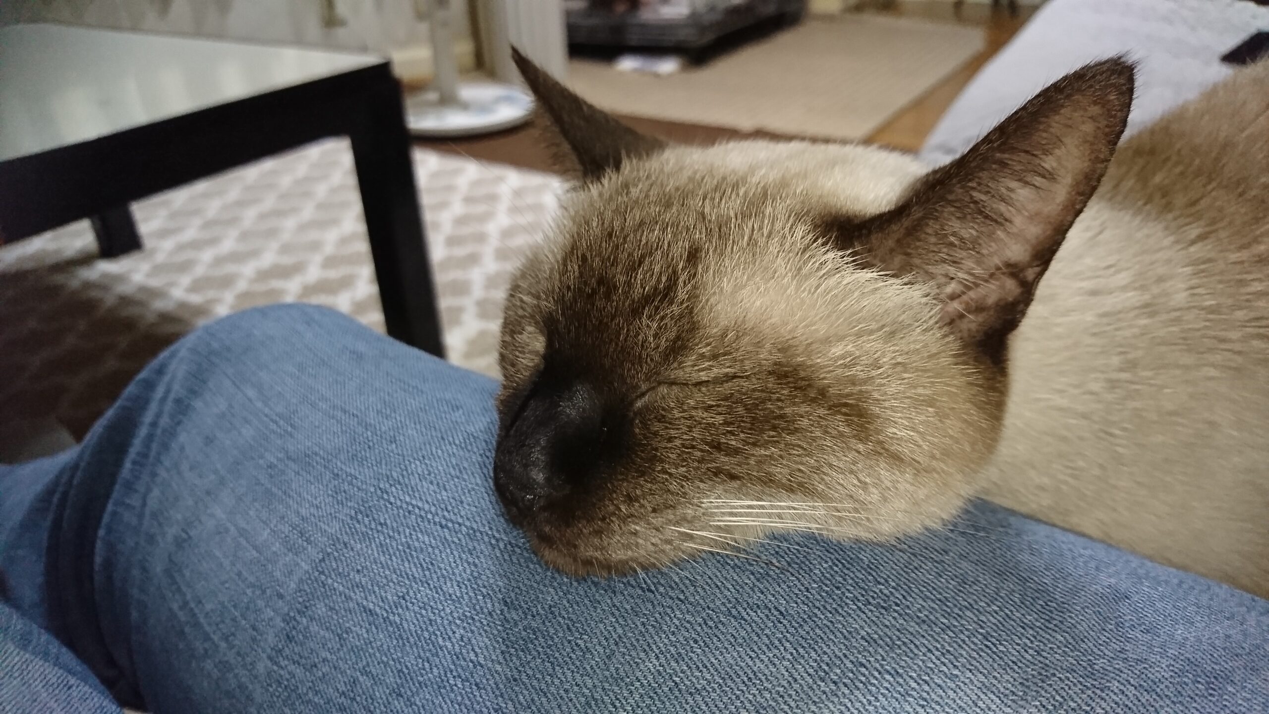愛猫の太腿占拠。