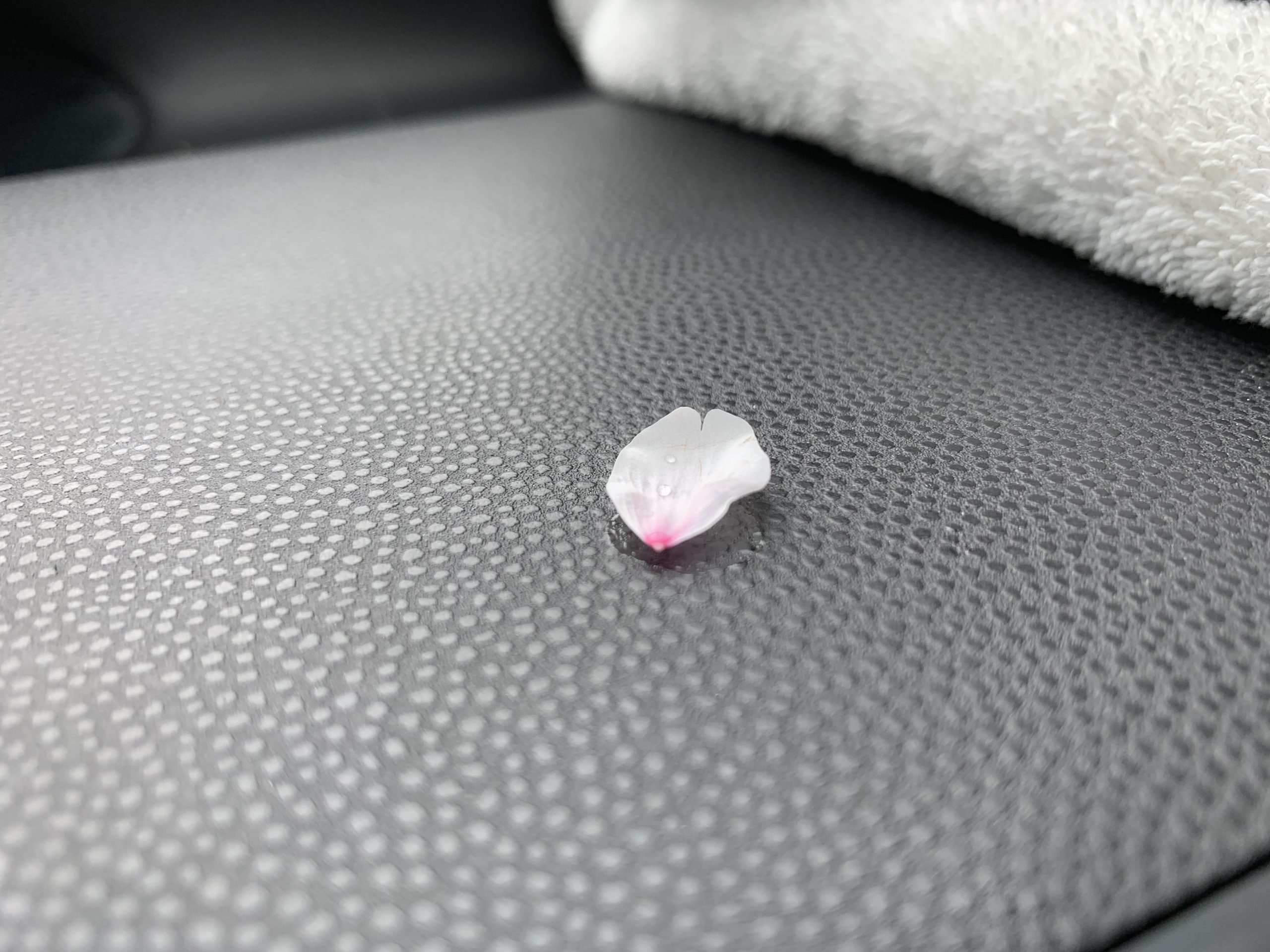 俳句｜ひらひらと さくら舞い込む 赤信号