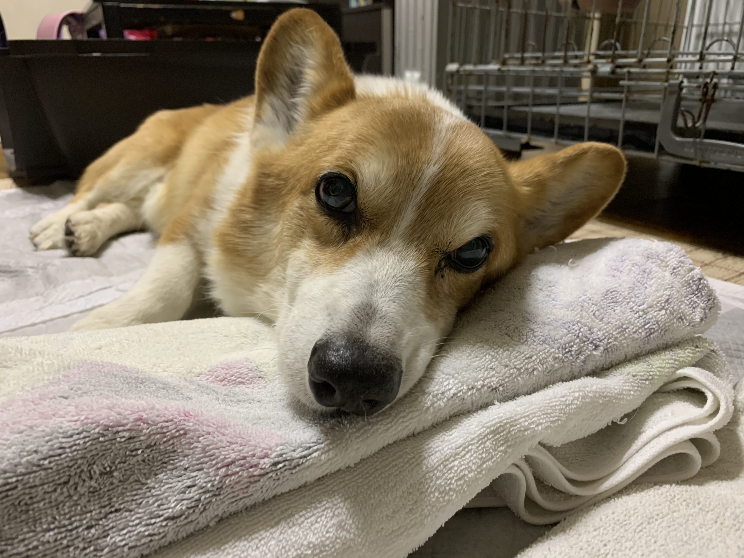 りく　14歳8ヶ月