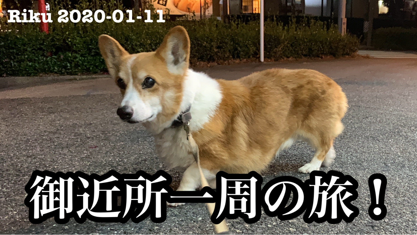 ほぼ、りくの日記になってます！にゃーのごはんを奪った後の様子。