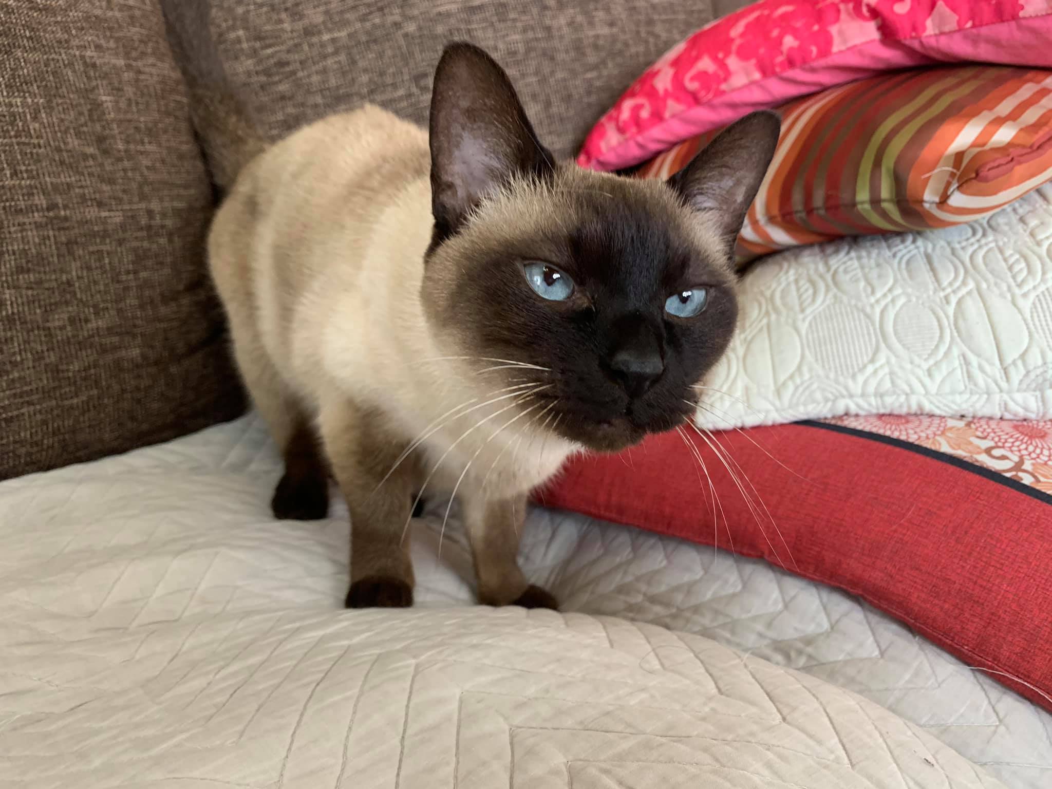 にゃーは可愛いねぇ💕 いろいろ自粛な世の中ですが・・・・・