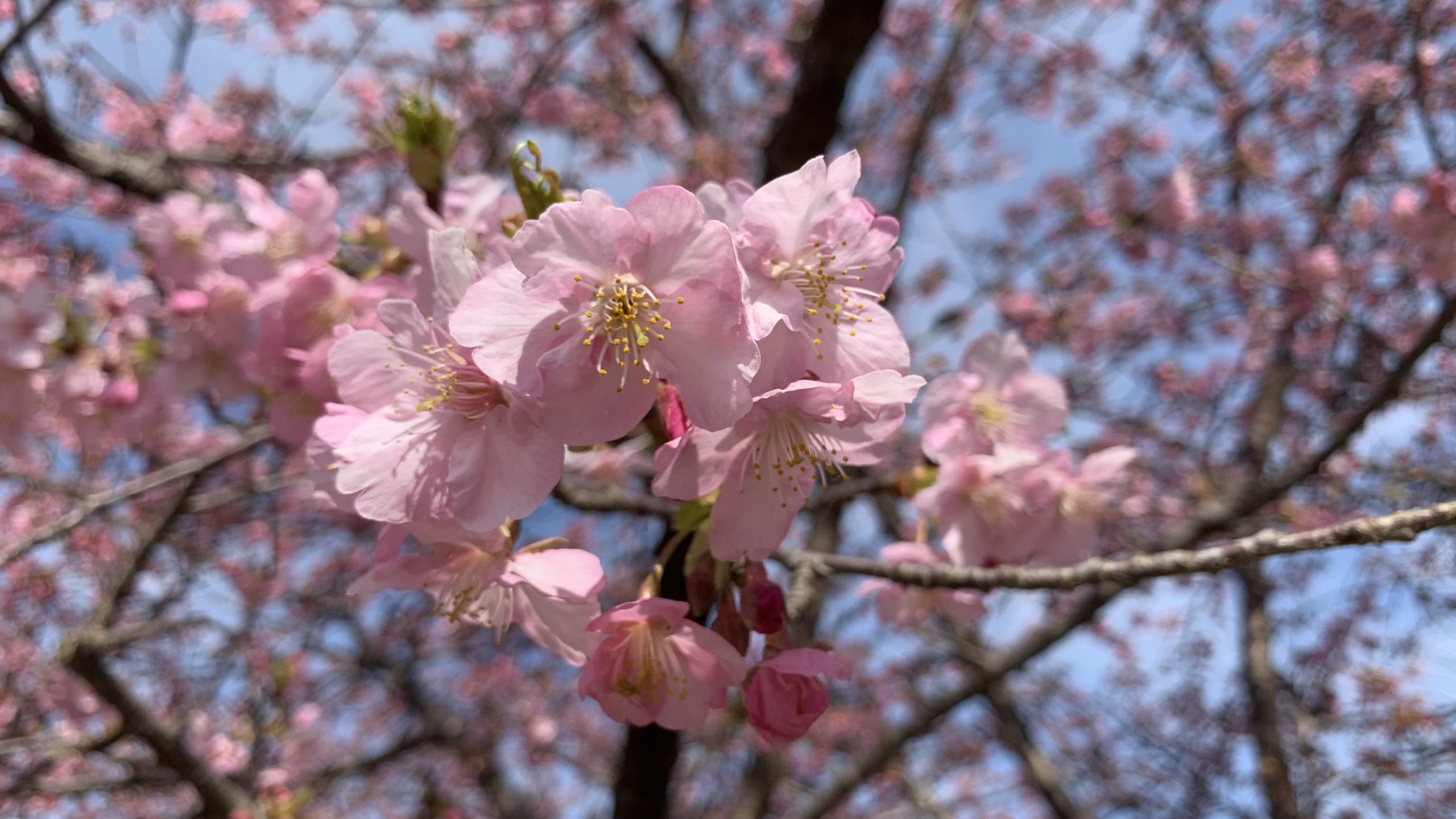 昨日、ムスコと散歩してきまして♬｜2021-02-28