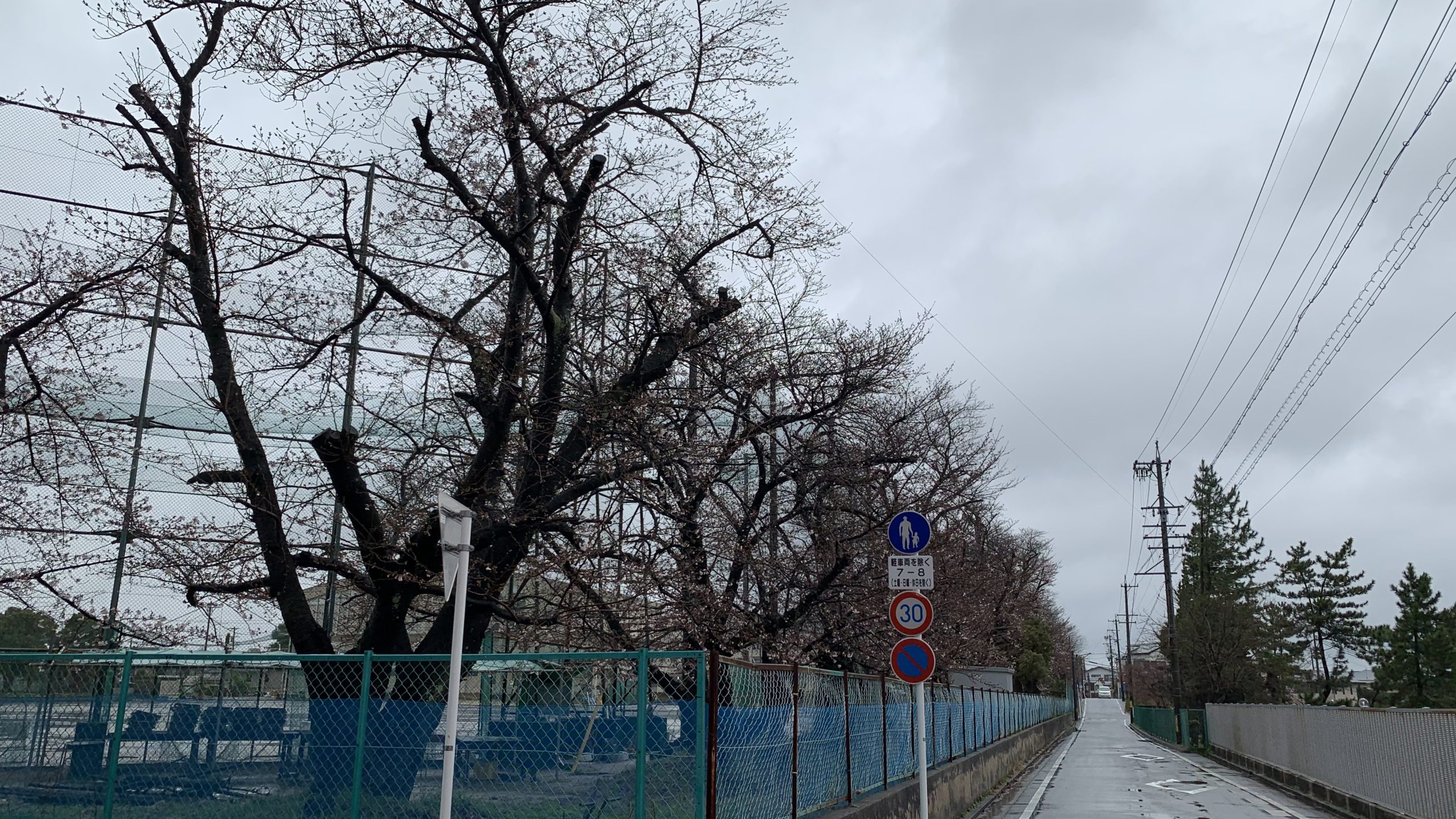 母校南東から。 昨日まで咲いてなかったさくら。 風雨に揺れている。｜2021-03-21
