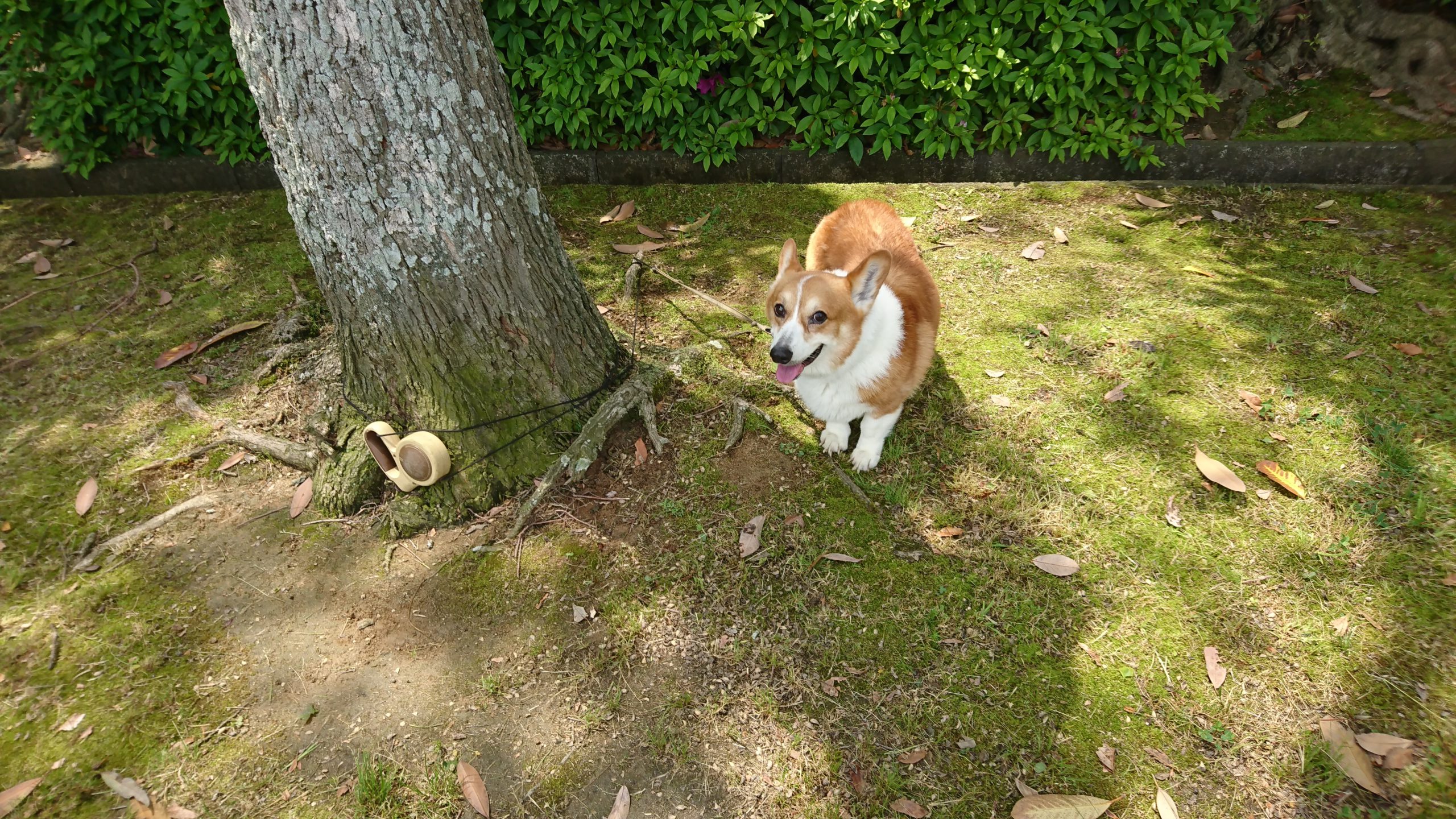 散歩｜りく｜最寄りの公園でわんこと。｜2017-05-15