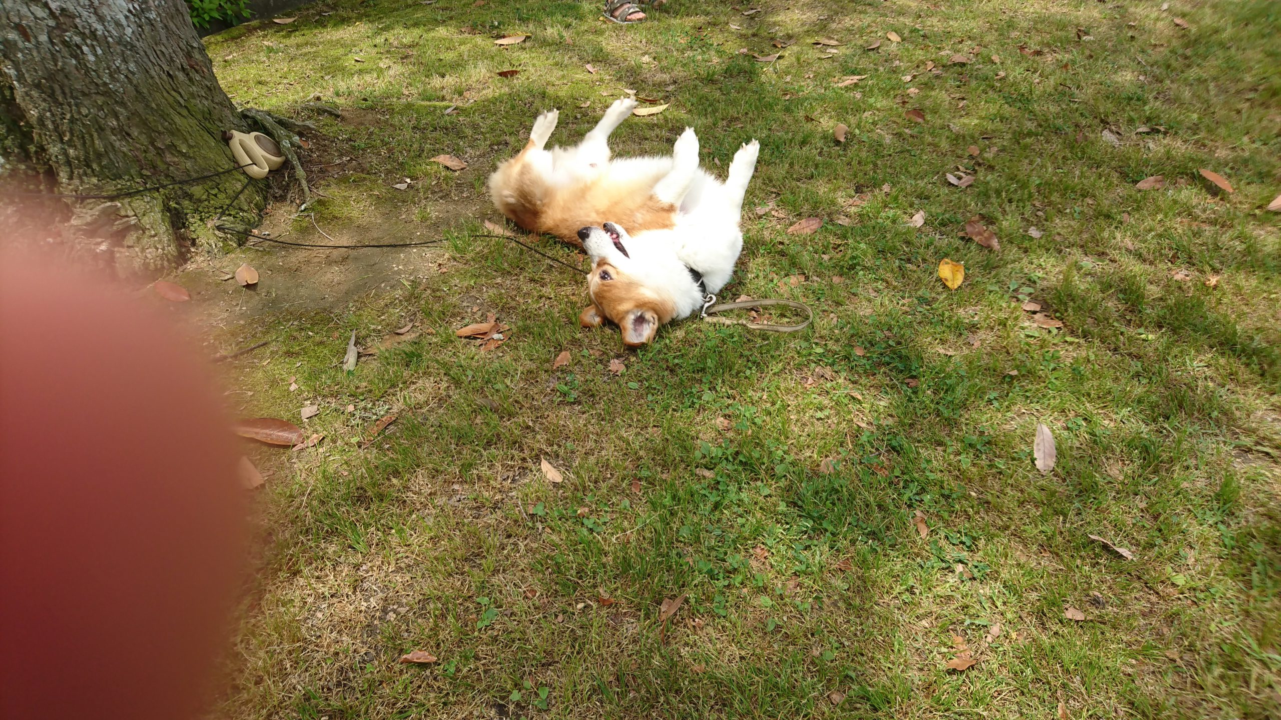 散歩｜りく｜最寄りの公園でわんこと。｜2017-05-15