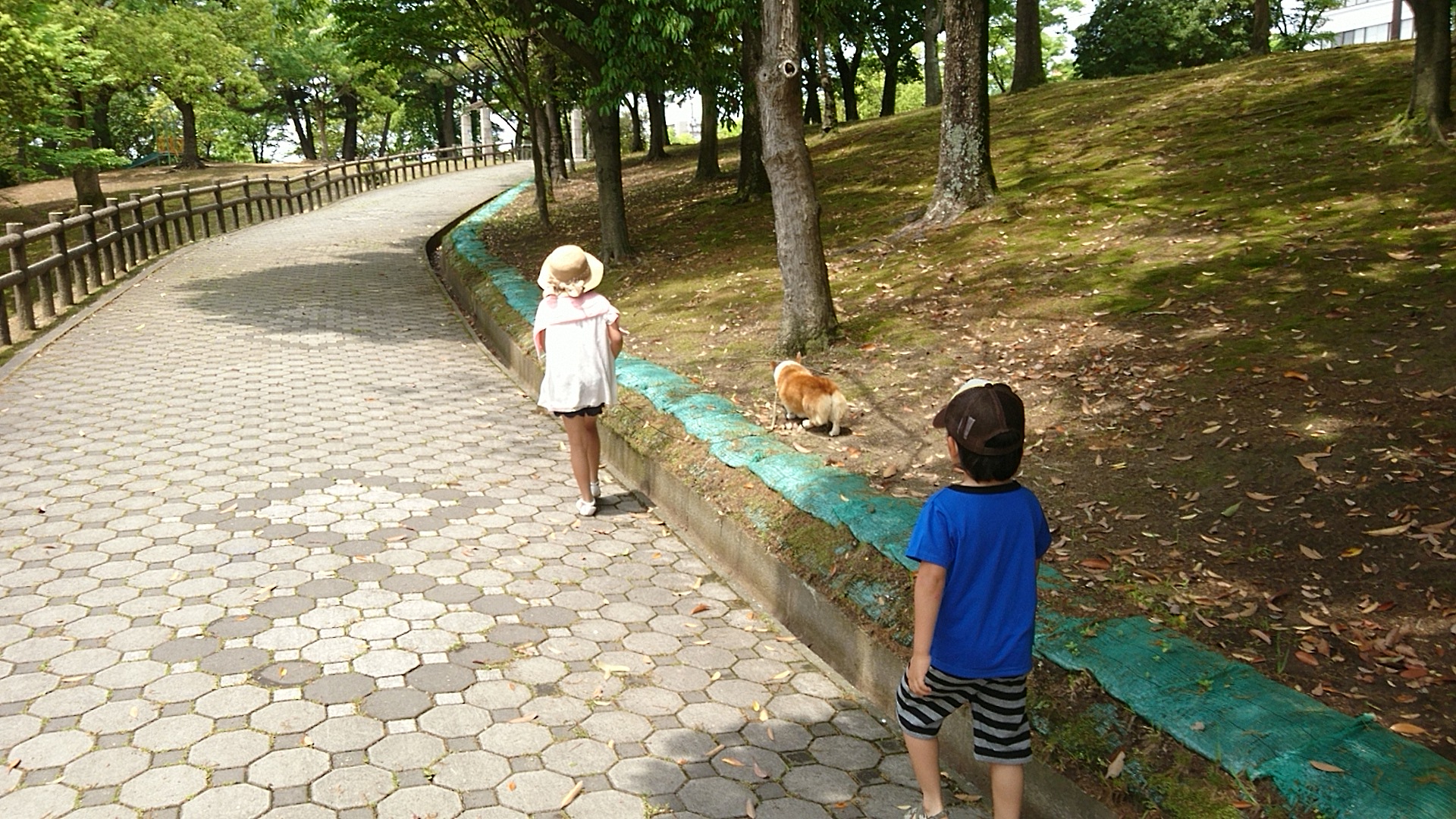 散歩｜りく｜最寄りの公園でわんこと。｜2017-05-15