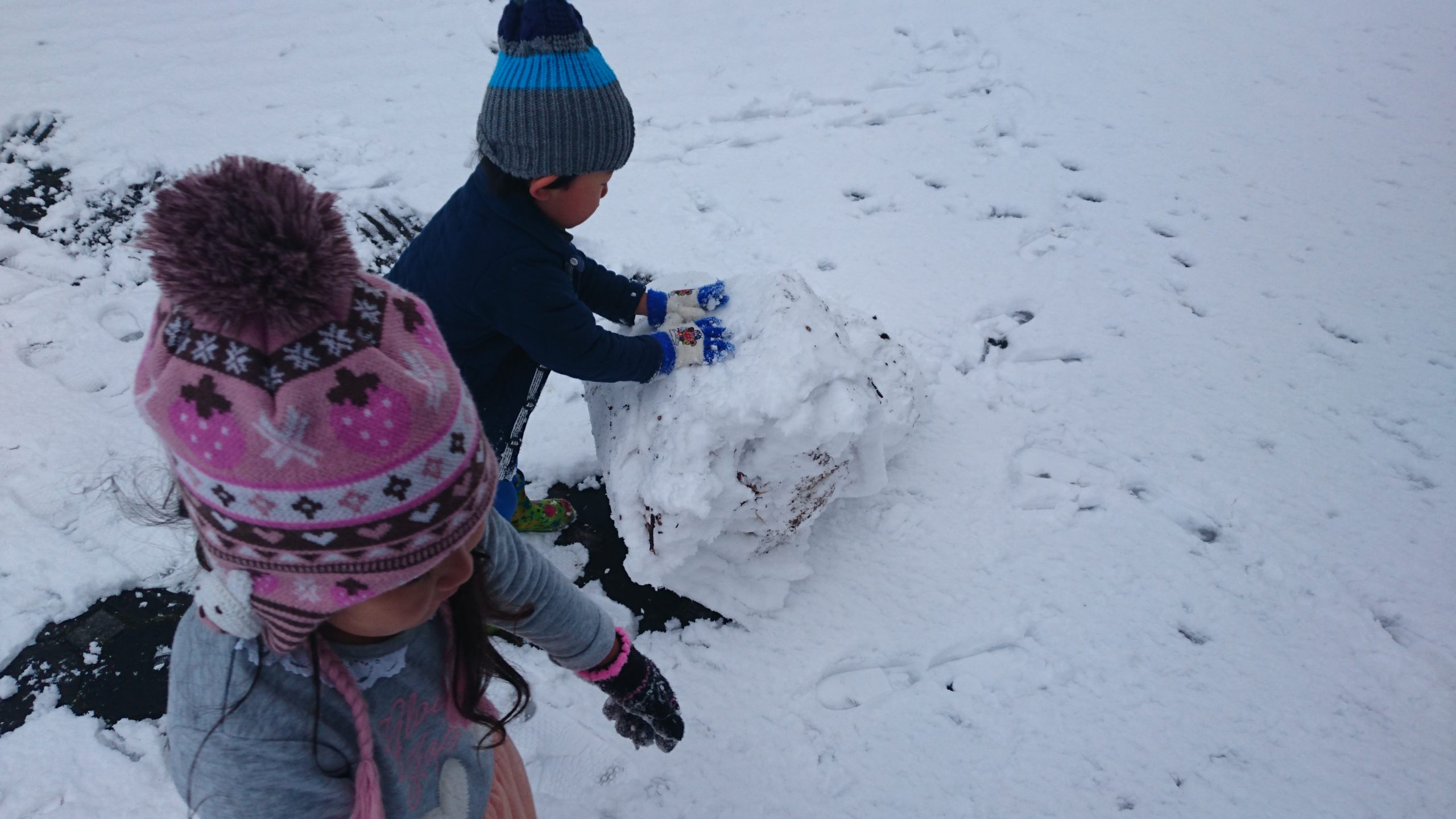 散歩｜りく｜最寄りの公園でわんこと。｜2017-05-15