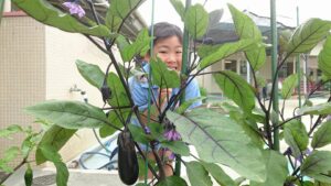 どんどん育つ。 なすも娘も♪｜2016-06-24