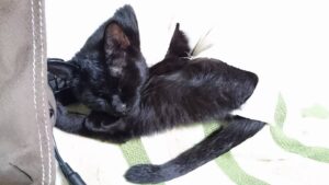 くぅちゃん|2016-08-12