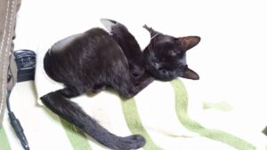 くぅちゃん|2016-08-12