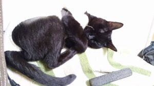 くぅちゃん|2016-08-12