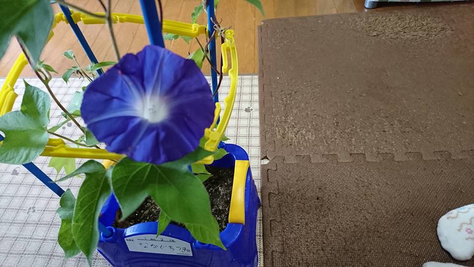 あさがお。 数日前です。｜2017-08-09