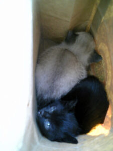 スタバの紙袋の中のにゃんず|2006年4月27日(木)